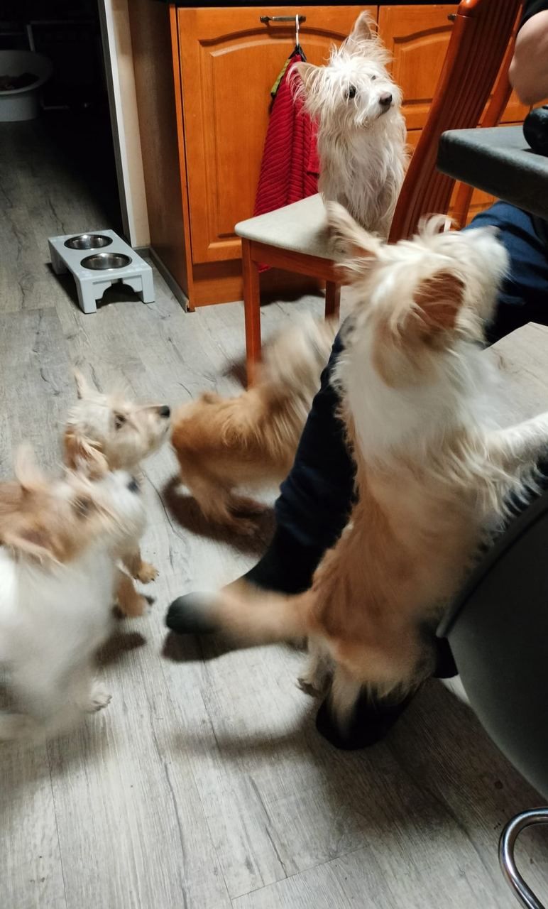 Koiria sisätiloissa — Kennel Beolinen koirahoitola