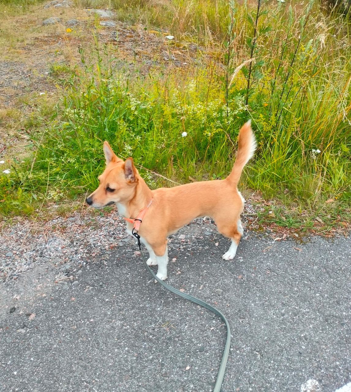 Portugalinpodengo ulkoilulla — Kennel Beoline, Janakkala